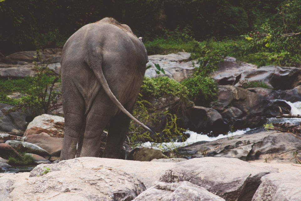 Nature, Parc, Elephant