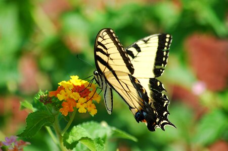 Tiger insect papilio