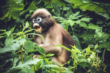 brown monkey eating fruits on tree during day time photo