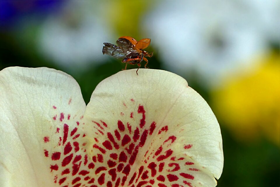 Rhododendron ericaceae insect