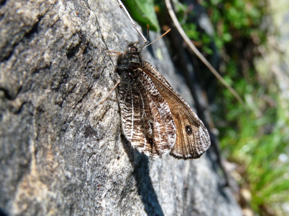 Butterfly mimicry gray butterfly