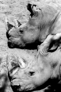 grayscale photography of two rhinoceros photo