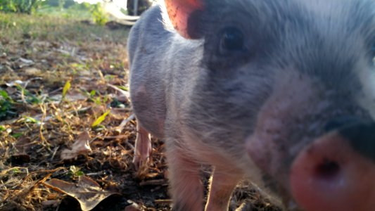 Pot belly piglet, Austin, Usa