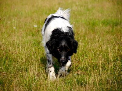 Oosterhout, Hunting, Sta photo