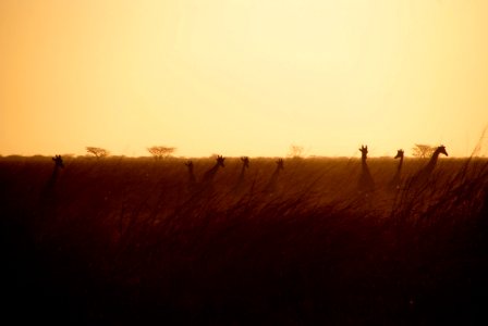 silhouette of giraffes on field at sunset