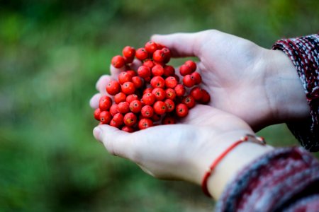 cluster of red fruits on person's hand photo