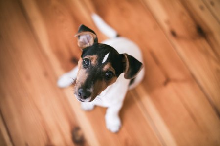 shallow focus photography of short-coated white and brown puppy photo