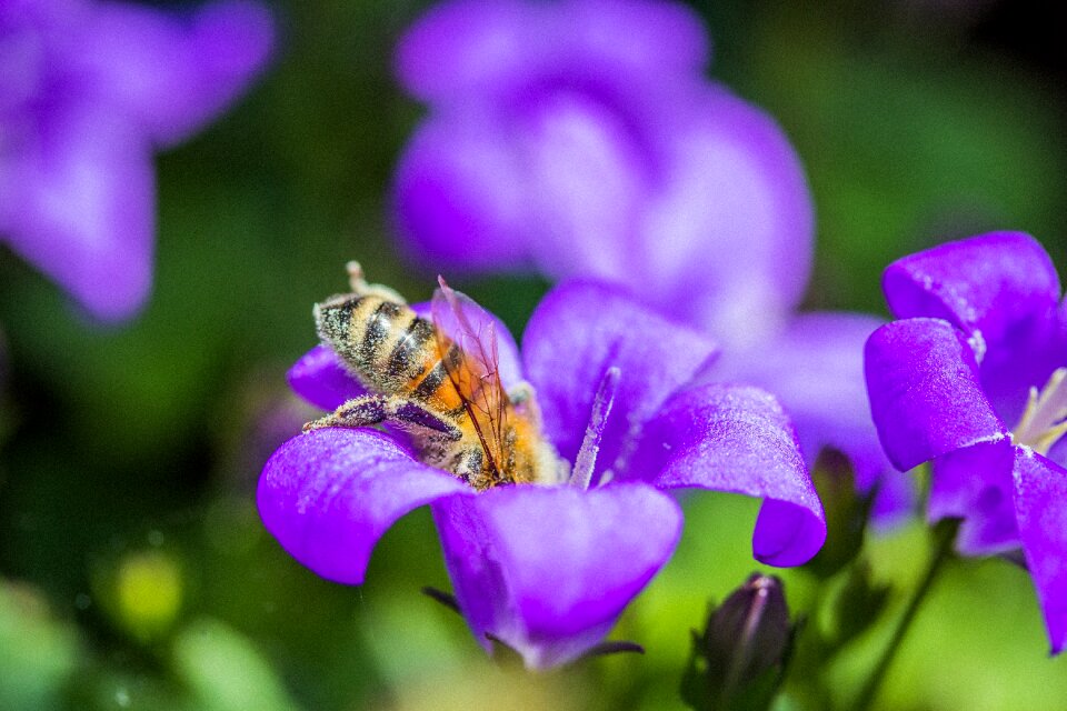 Macro flower nectar