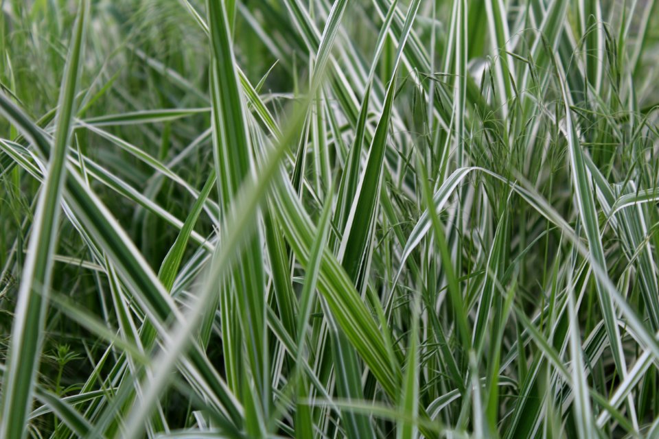 Wild, Plants, Growth