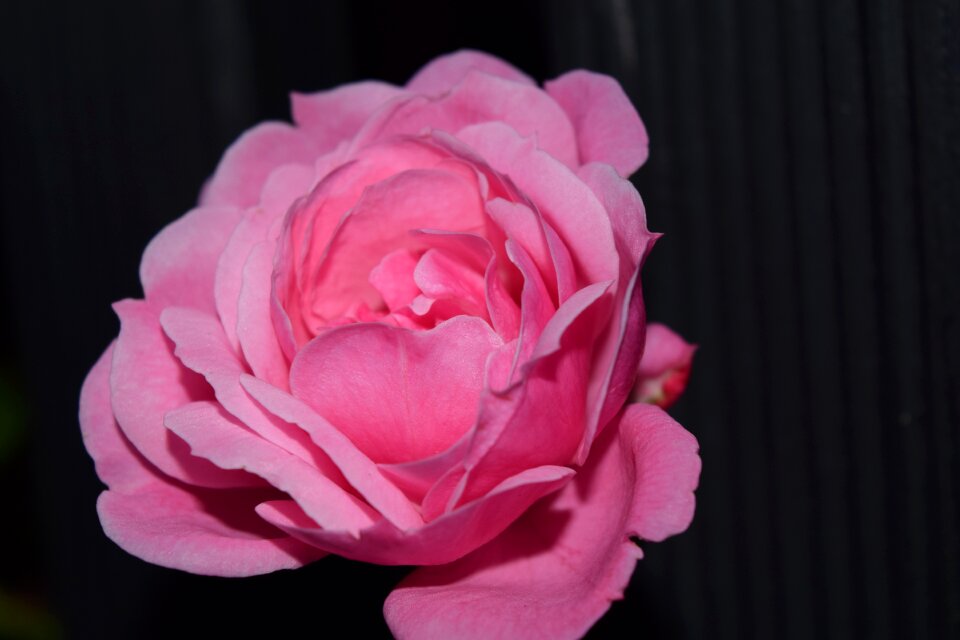 Blossom bloom flower