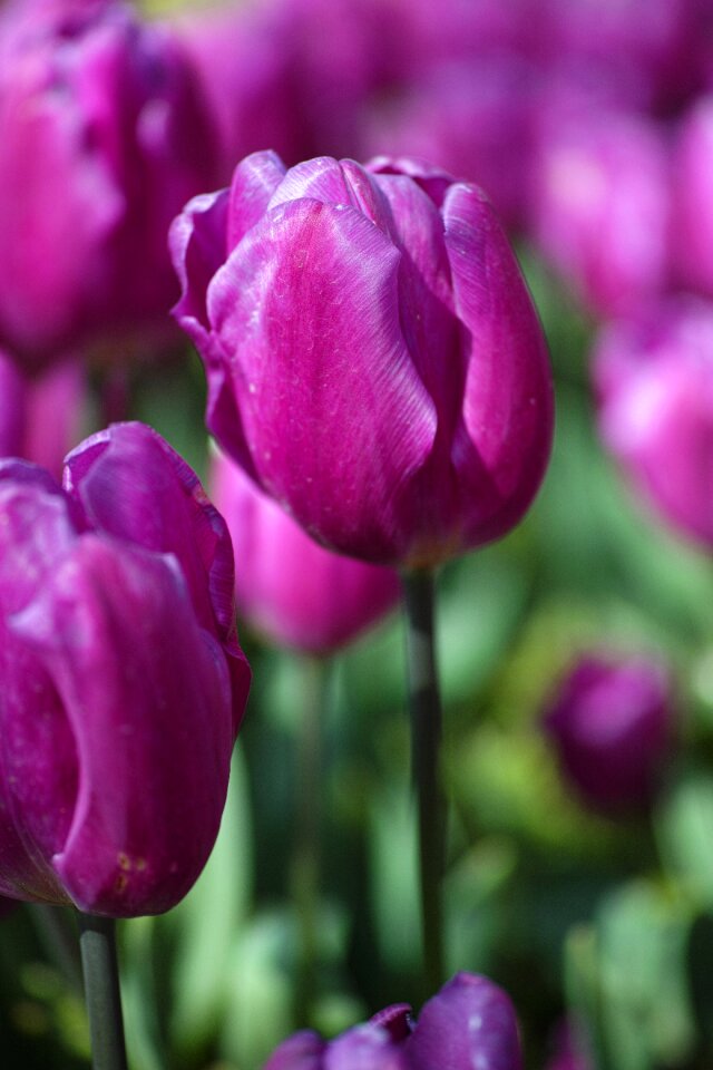 Flowers nature plant