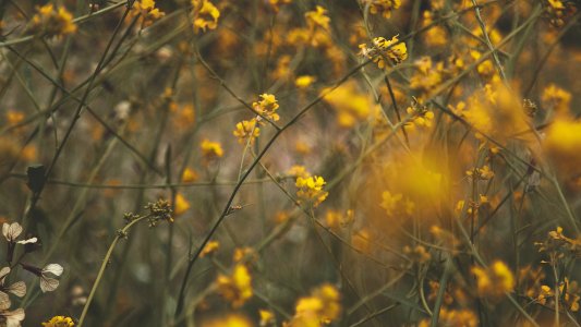 Lagunas de ruidera, Spain, Yellow