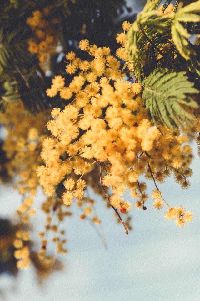 San sebasti n, Spain, Flowers