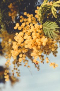 San sebasti n, Spain, Flowers