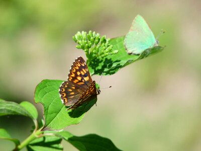 Duke of burgundy butterfly territoriality