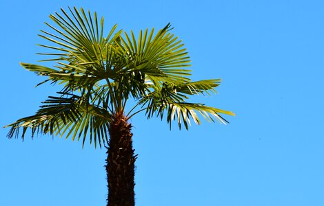 Palm tree sky summer photo