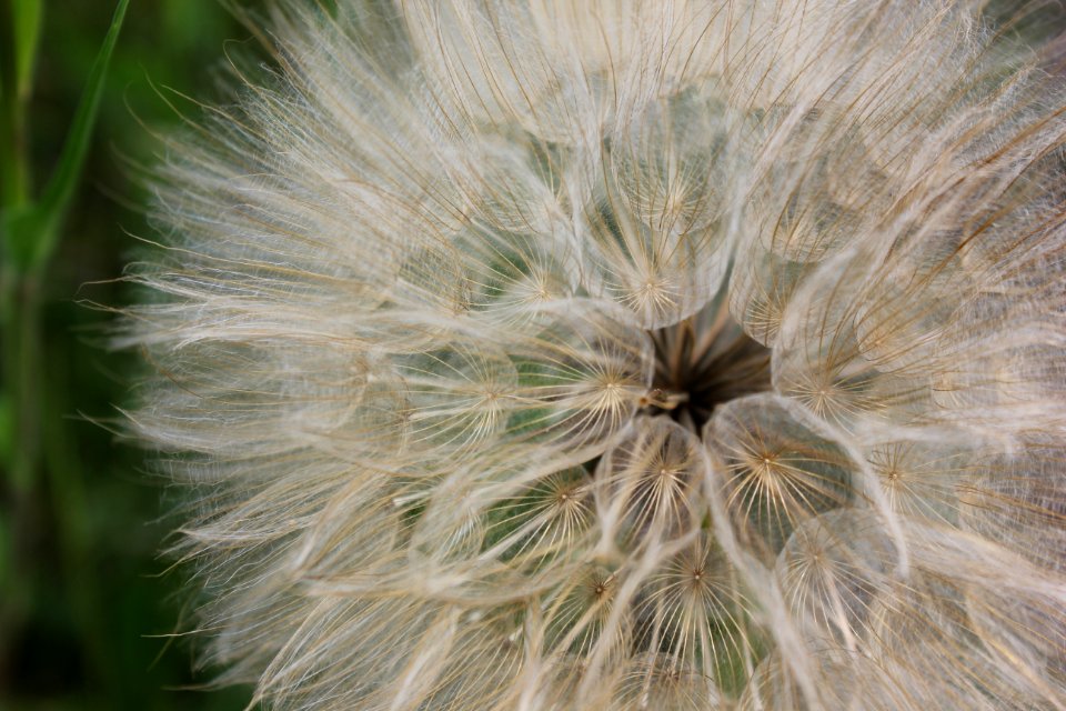 Flower, Micro, Ephimeral