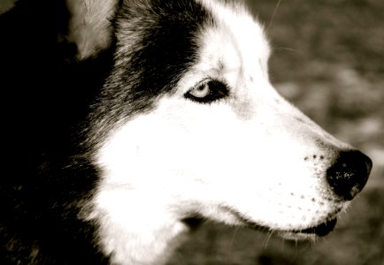 Husky, Dog
