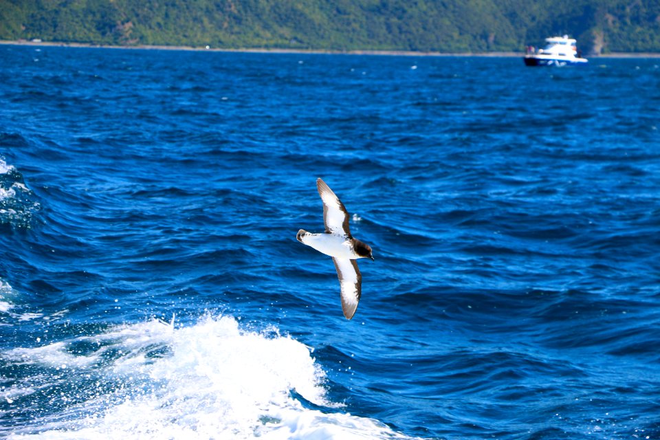 New zeal, Kaikoura peninsula, Ocean