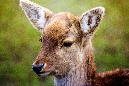 Animal red deer forest animal photo