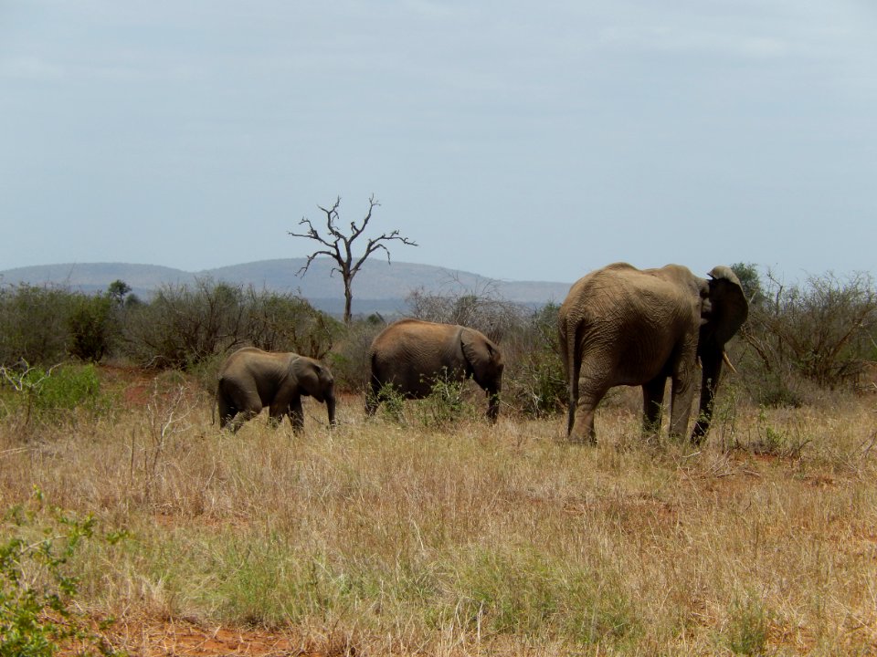 Kruger national park, South africa, Trees