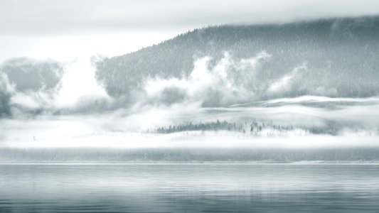 Wrangell, United states, Forest