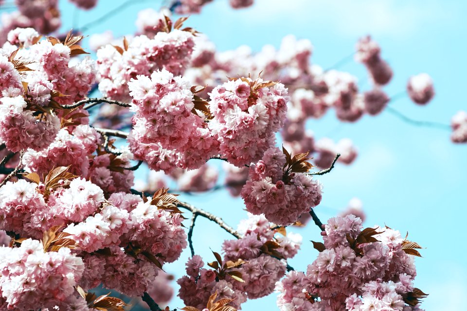 cherry blossoms blooms at daytime