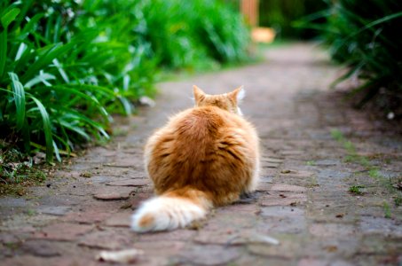 selective focus photography of brown tabby cat on pathway photo
