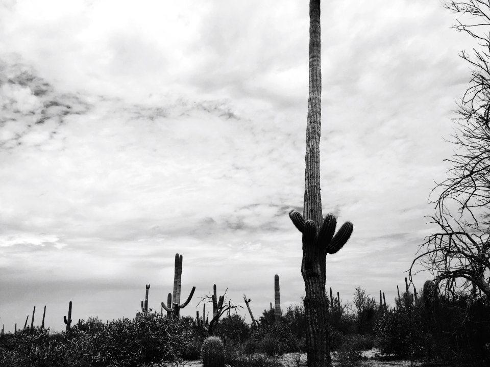 Saguaro national park, United states, Scape