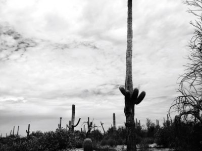 Saguaro national park, United states, Scape