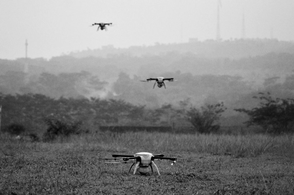 birds flying over the field