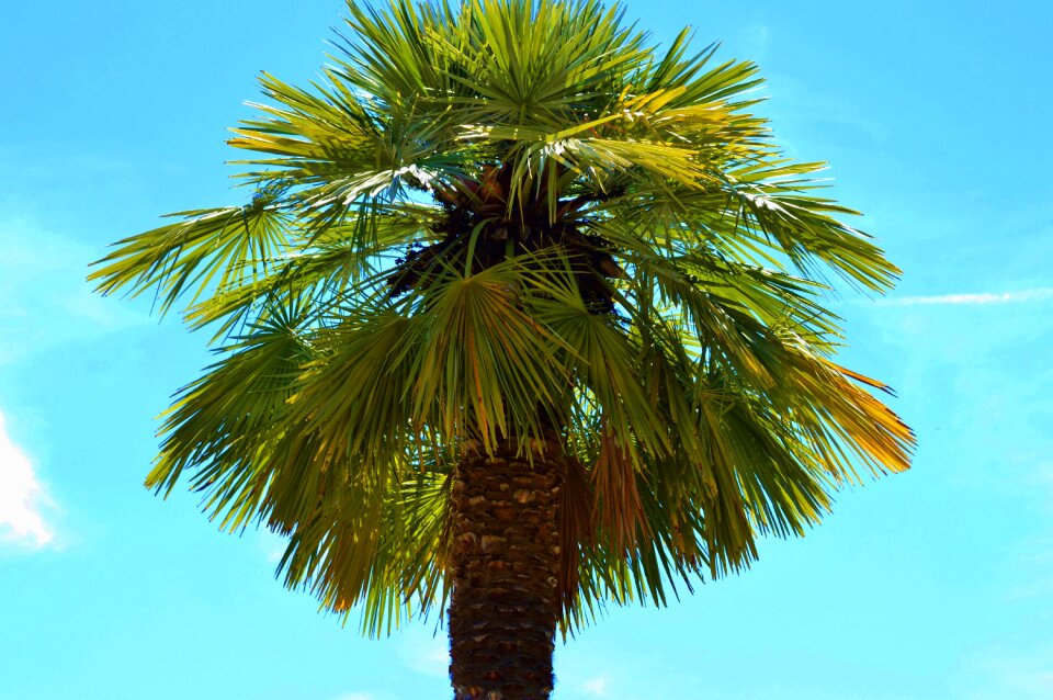 Palm tree sky summer