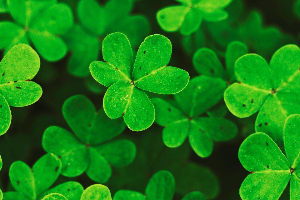 Clover, Alghero, Italy