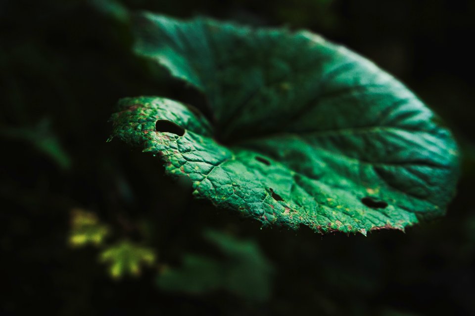 selective focus of green leaf