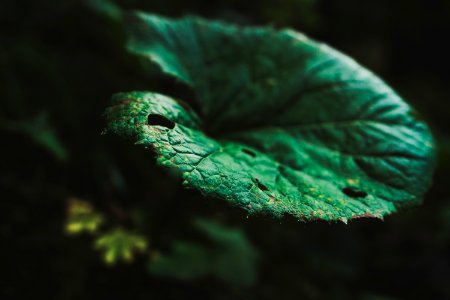 selective focus of green leaf photo