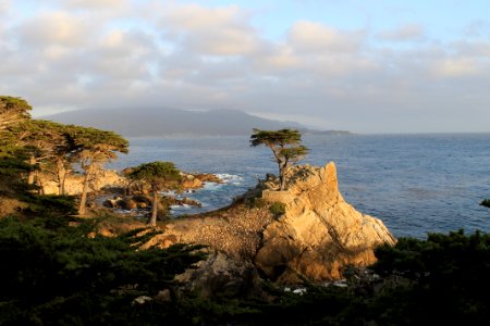 Big sur, United states, Lonely tree