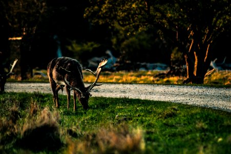 black reindeer eating grass
