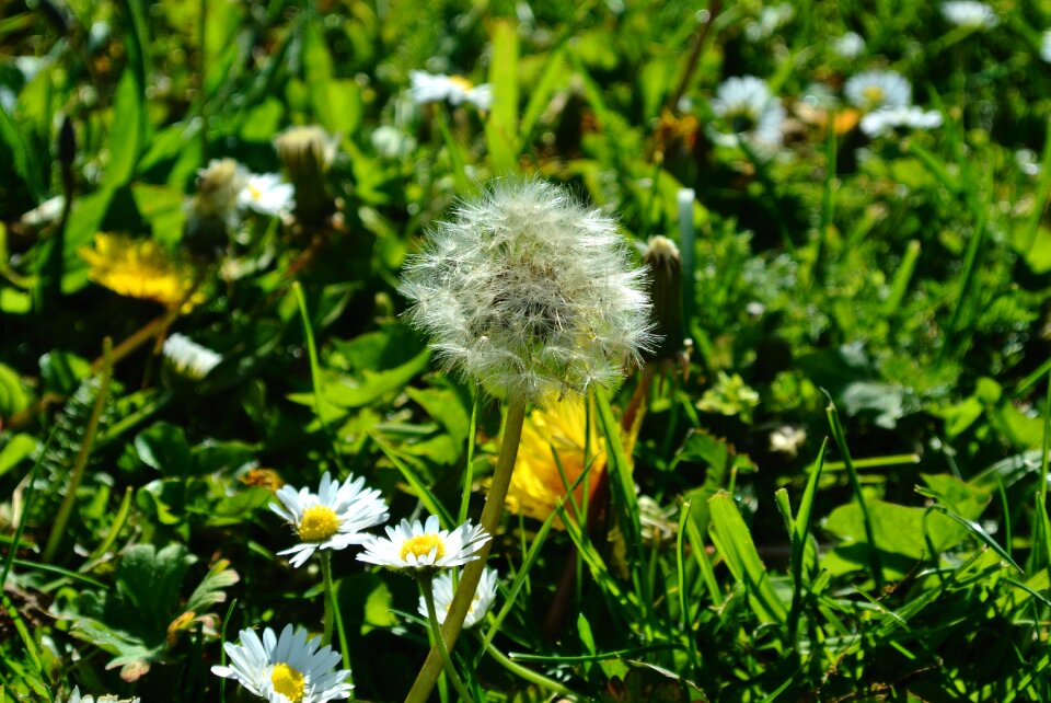 Faded pointed flower plant photo