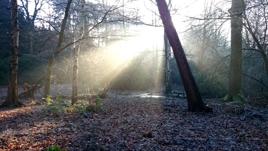 sunlight glowing near forests