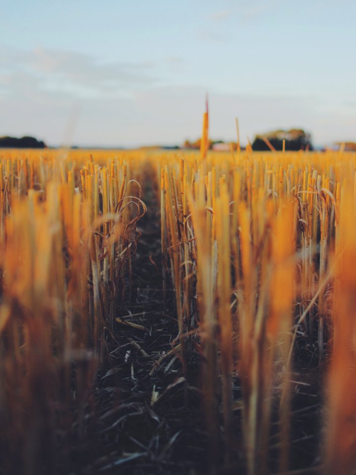 shallow focus photography of brown grass field