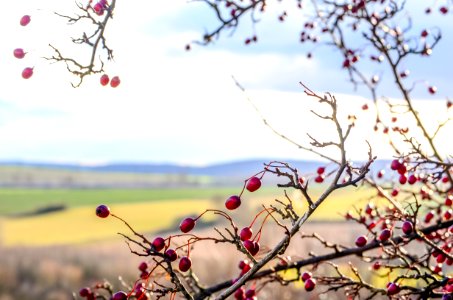 Saxonyanhalt, Germany, Nature