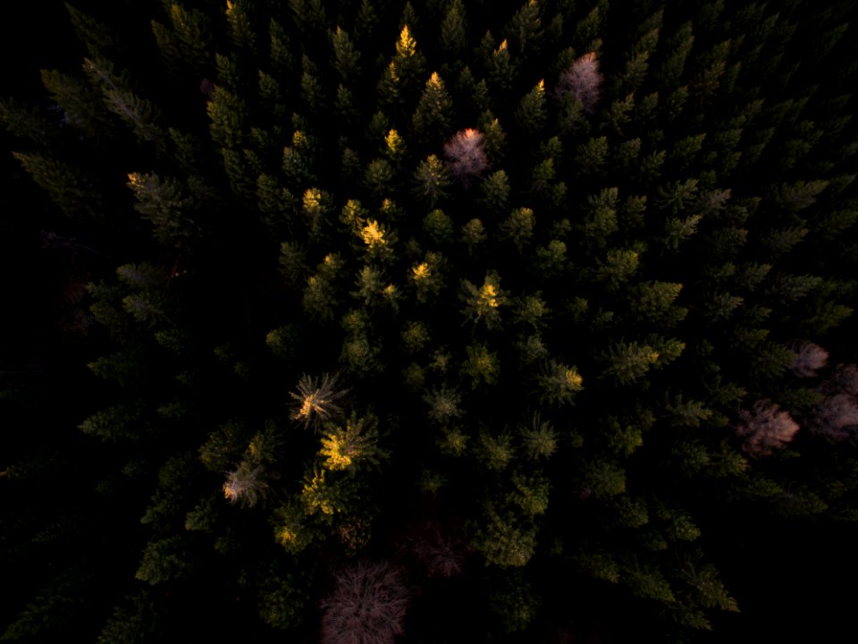 bird's eye view photography of trees