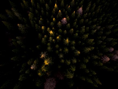 bird's eye view photography of trees