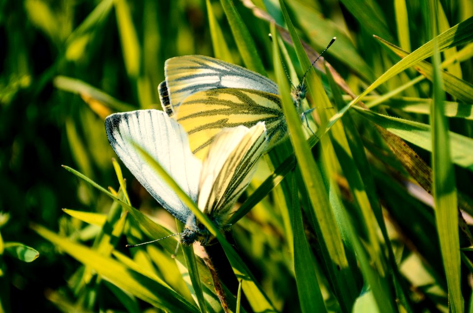 photography of butterfly