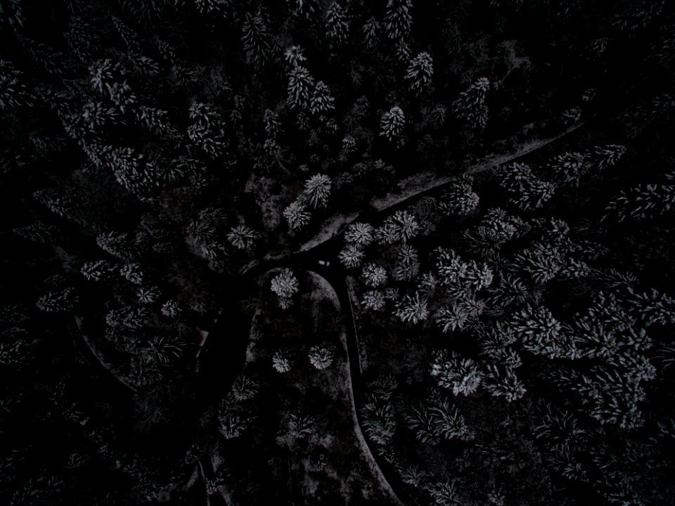 low angle photography of tree