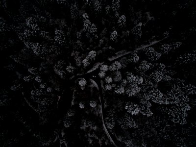 low angle photography of tree