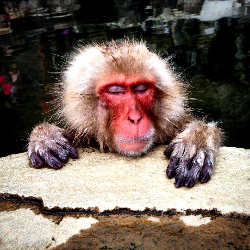 Japan, Yudanaka onsen, Yamanouchi machi