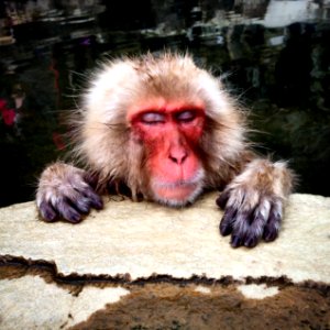 Japan, Yudanaka onsen, Yamanouchi machi