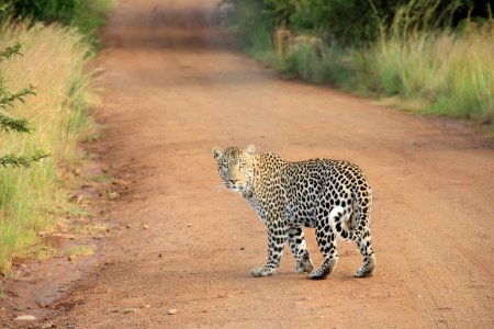 leopard on dirt road photo