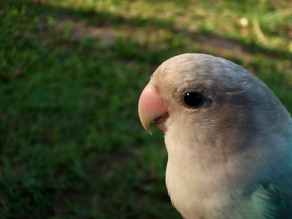 Tambon nong chaeng, Thail, Bird